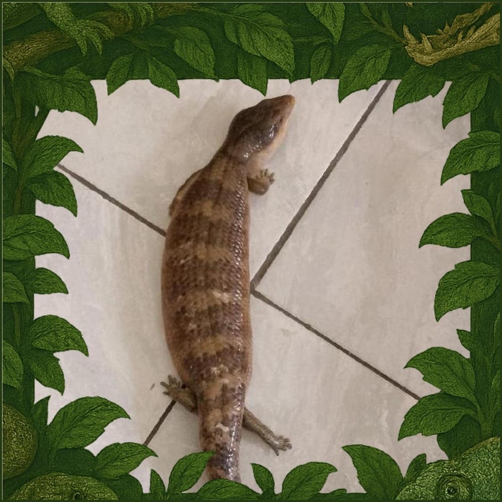 Panana Tanimbar Random Ciamik