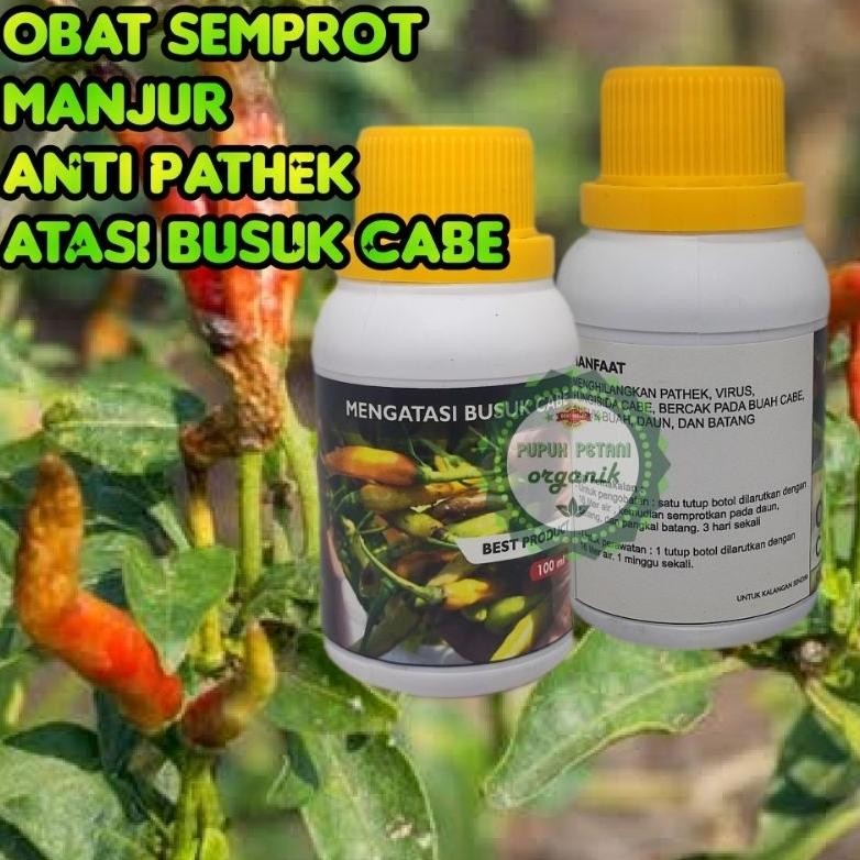 Pupuk Anti Pathek Cabe Obat Semprot Ampuh Atasi Hama Pathek Pada Tanaman Cabe