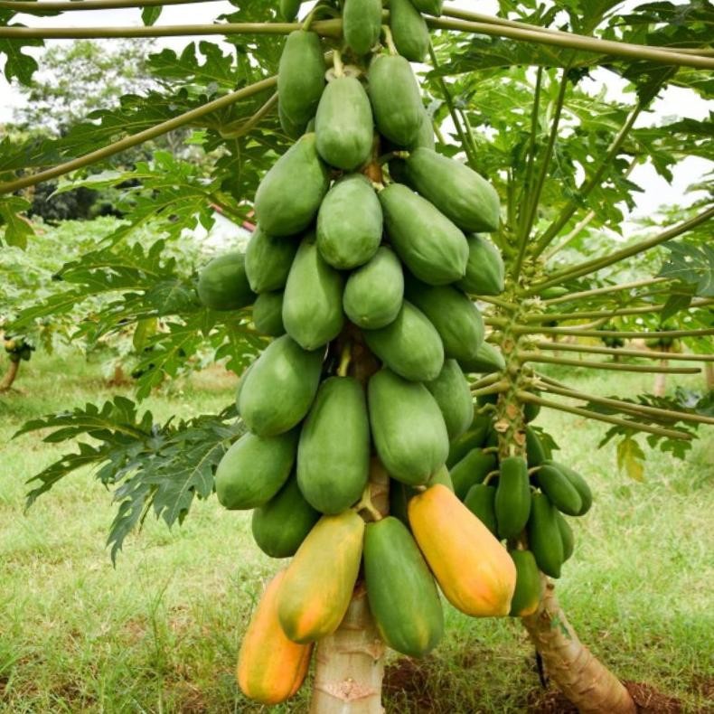 2 Biji Pepaya Lovena F1 | Benih Pepaya California | Bibit Pepaya Unggul | Benih Buah Buahan