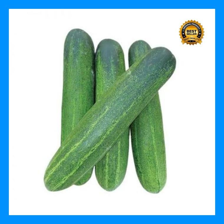 [Cod] - Biji Benih Timun Lalap Hibrida F1 Repack 15 Biji - Bibit Tanaman Sayur Sayuran Toska Jepang