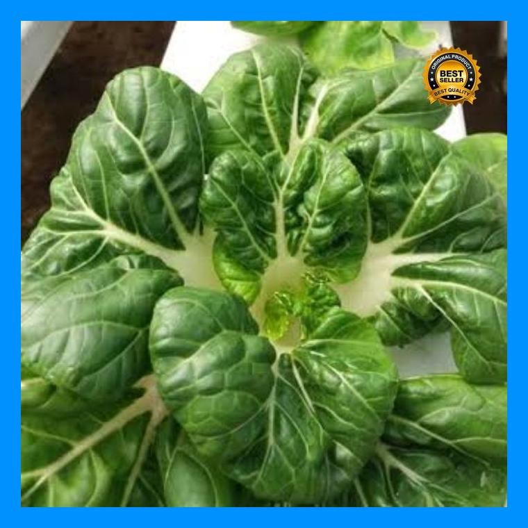 [Cod] - 50 Biji - Benih Pakchoy Mini Nai Bai ( Toy Coy ) Sawi Nai Bai