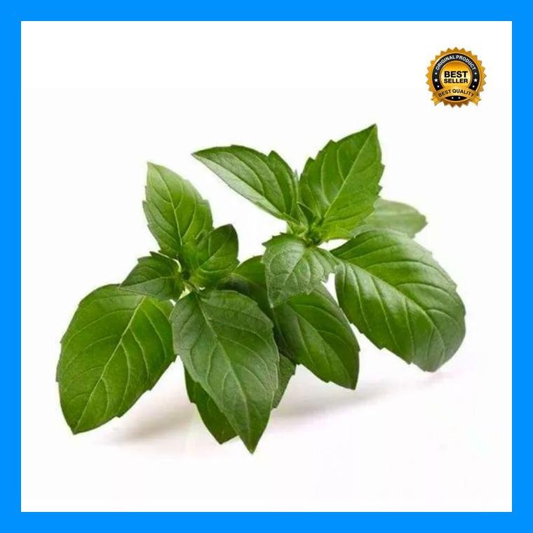 [Cod] - 200 Biji - Benih Kemangi Lalap Super Berkwalitas - Bibit Sayuran - Benih Sayuran Basil Lemon