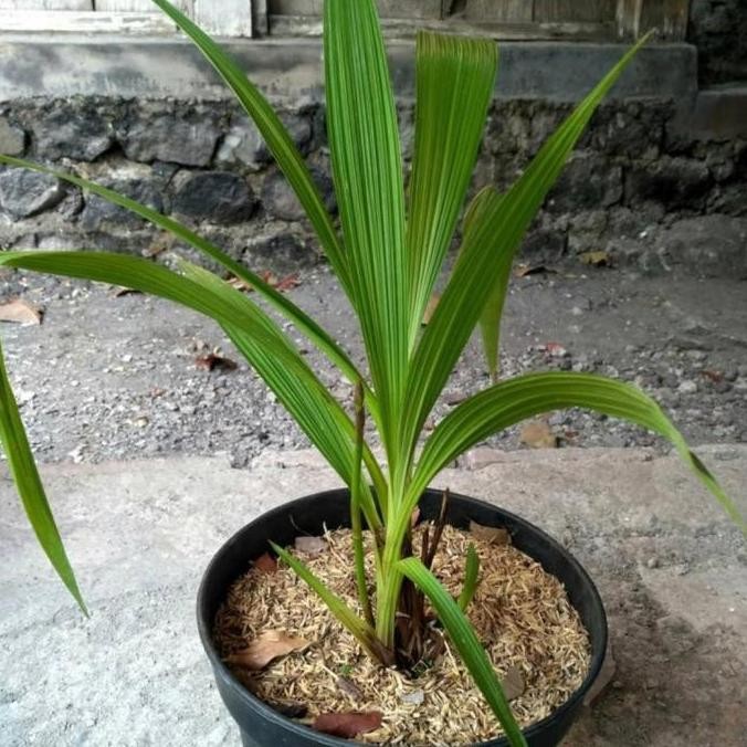 Tanaman Hias Anggrek Tanah Bunga Putih Pink - Bunga Hias Anggrek Tanah - Bunga Hidup