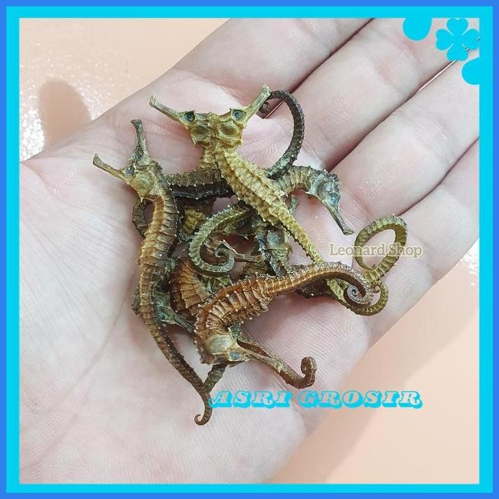 KUDA LAUT HAI MA SUPER SIZE KECIL KERING HERBAL OBAT KESUBURAN PRIA WANITA HAIMA HAI MHA GINSENG REN