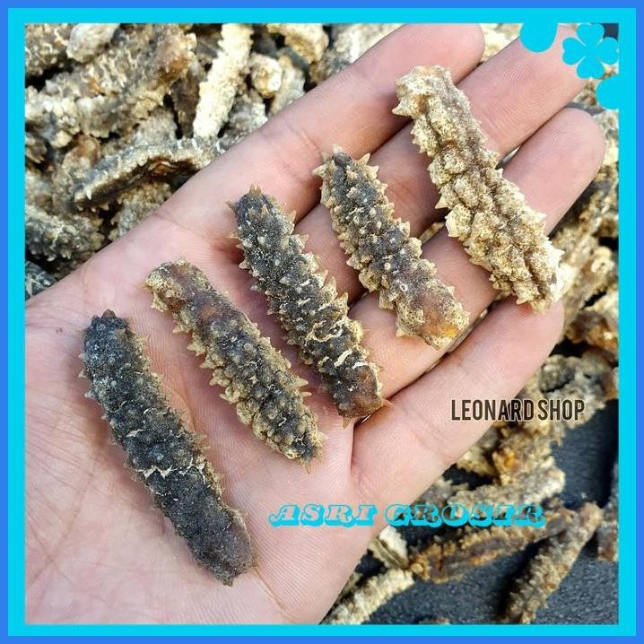 HAISOM DURI SUPER A+ BERKUALITAS TERIPANG TEBAL GAMAT GOSOK BELITUNG DIJAMIN GRATIS ONGKIR