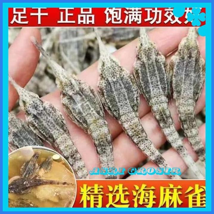 HAI MA QUE 100G / BURUNG LAUT KERING KHASIAT SPRTI KUDA LAUT OBAT PRIA TERJAMIN BEST