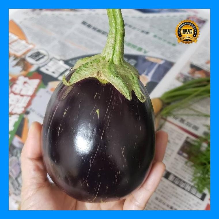 [Cod] - 15 Biji - Terong Bulat Hitam Fullness Terong Jepang