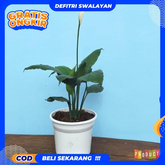 BEBAS ONGKIR PEACE LILY SPATHIPHYLLUM TANAMAN HIAS BUNGA UNTUK INDOOR DALAM RUANGAN (TANAMAN HIAS HI