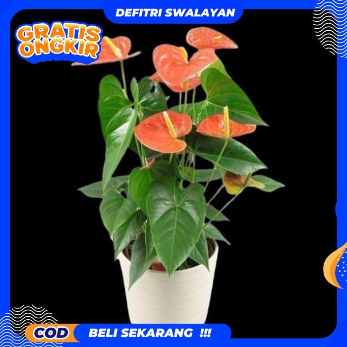 BEST QUALITY ANTHURIUM MICKEY MOUSE ORANGE // TANAMAN ANTURIUM MICKEY MOUSE ORANGE / ANTORIUM / BUNG