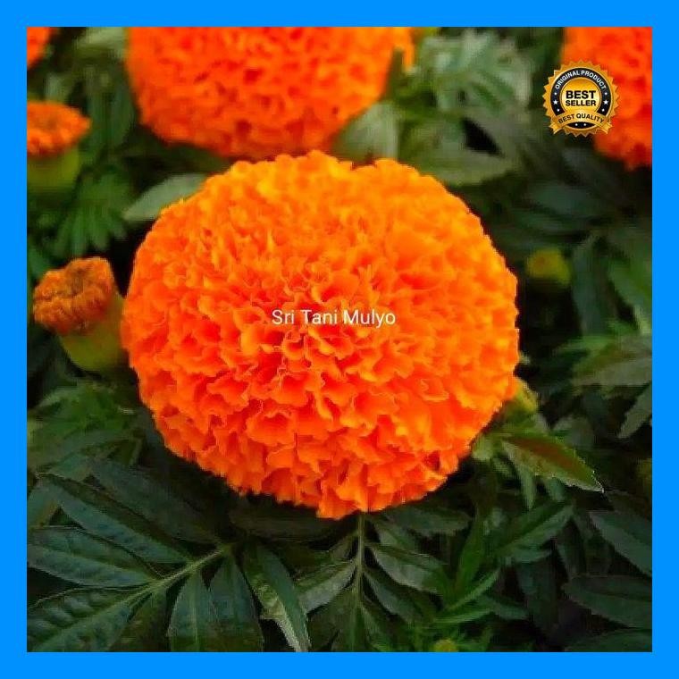 [Cod] - 3 Biji - Benih Bunga Marigold Maharani F1 Orange - Cap Panah Merah - Bibit Bunga Marigold Or