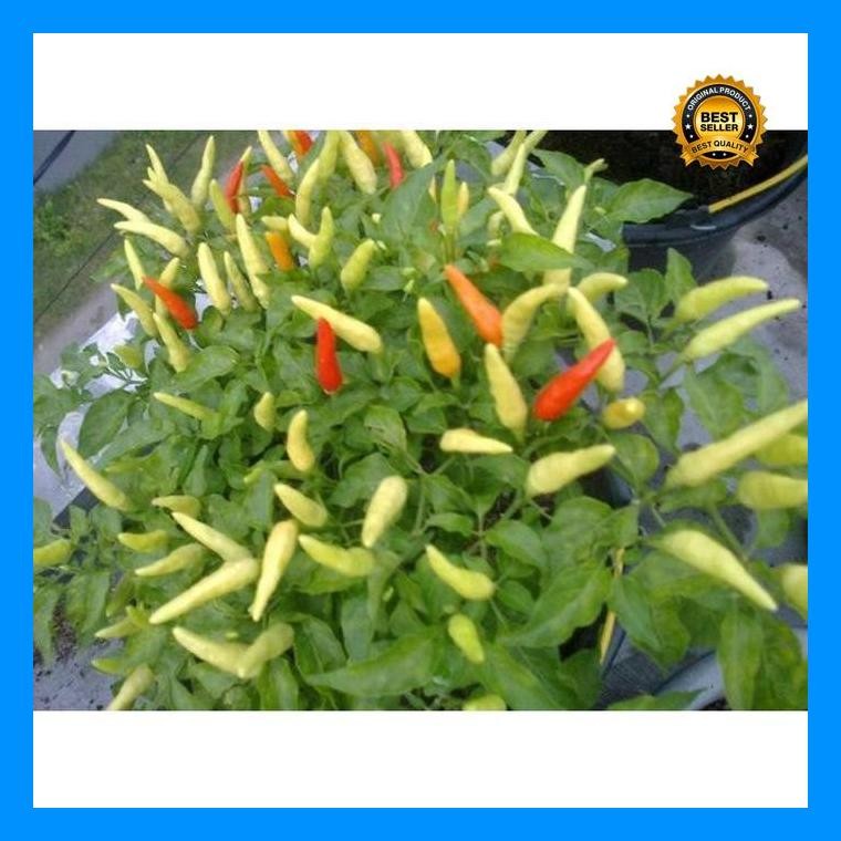 [Cod] - 25 Biji - Benih Cabai Rawit Unggul Japlak Putih - Bibit Sayuran Unggul