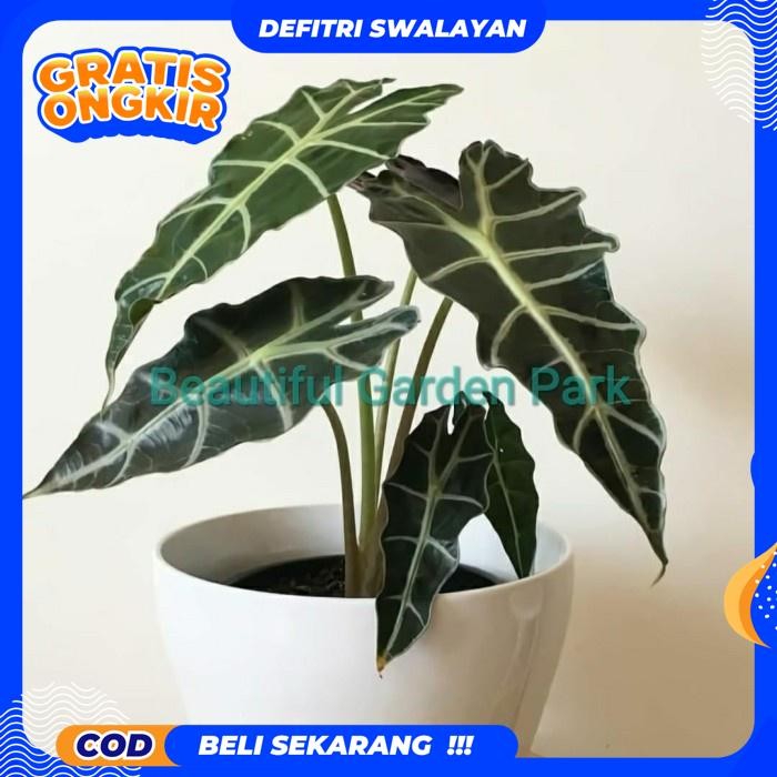 BEST PRODUK TANAMAN HIAS KELADI AMAZON / POHON HIAS KELADI AMAZON - BIBIT (TANAMAN HIAS HIDUP INDOOR