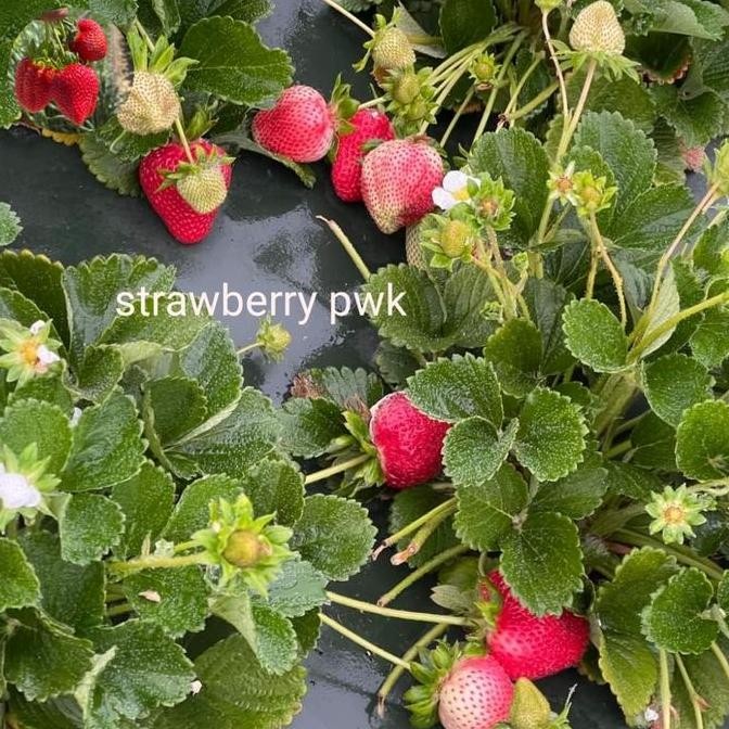 bibit strawberry import AGR