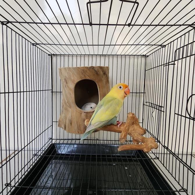 Glodok finch parkit glodok burung kecil murah