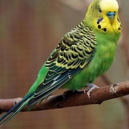 burung parkit hijau dewasa sepasang pilihan murah