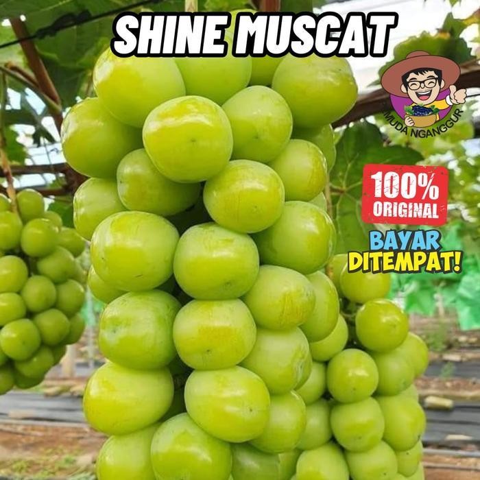BIBIT ANGGUR IMPORT SHINE MUSCAT VALID 100%