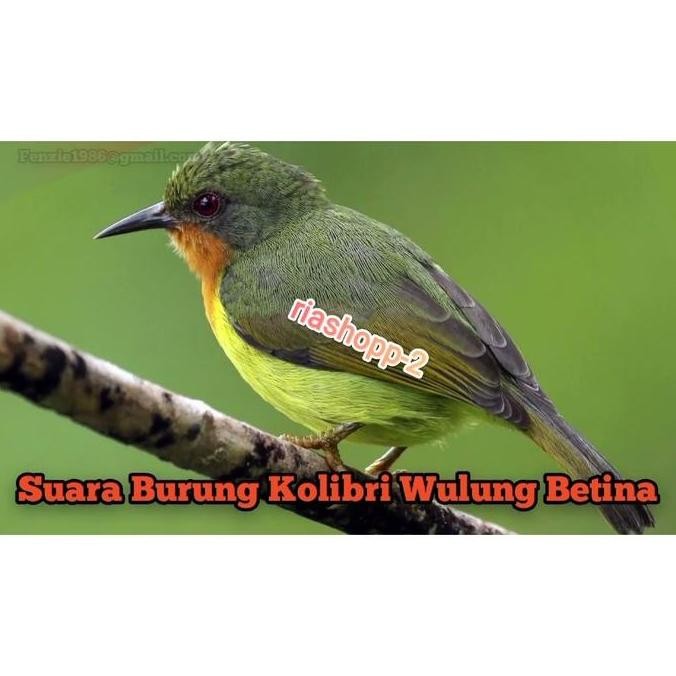 burung kowul kolibri Wulung betina dewasa mewah murah