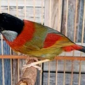 burung pancawarna aviary murah