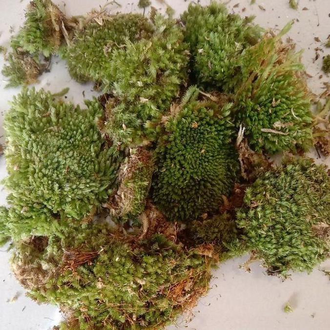 media tanam lumut / moss 1kg