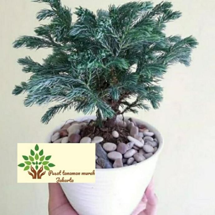 Promo tanaman hias indoor cemara perak / tanaman hiascemara silper / tanaman hias bonsai cemara pera