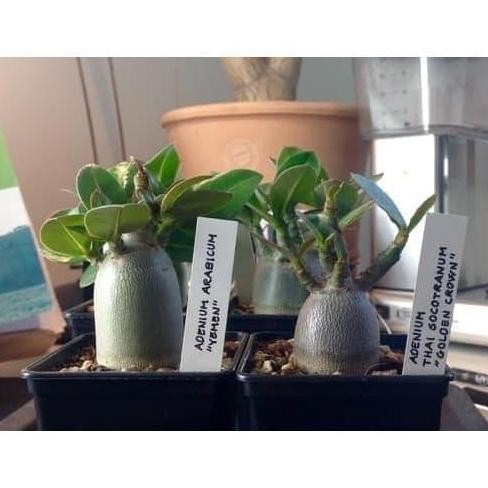 Promo Bibit / Benih Biji Adenium ARABICUM YAMAN Mudah Tumbuh isi 10 Biji COD