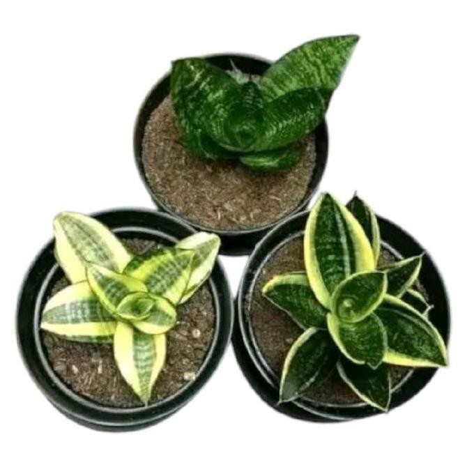 Promo Promo Murah COD Paket hemat 3 Tanaman hias sansivera mini - sansivera indoor/outdoor Daun COD
