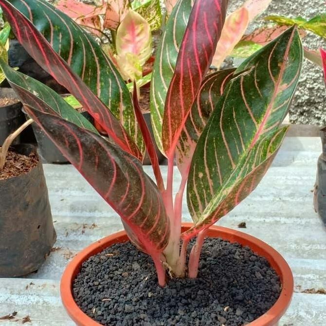Promo tanaman aglonema red sumatra - aglaonema red sumatra - pusat aglonema COD