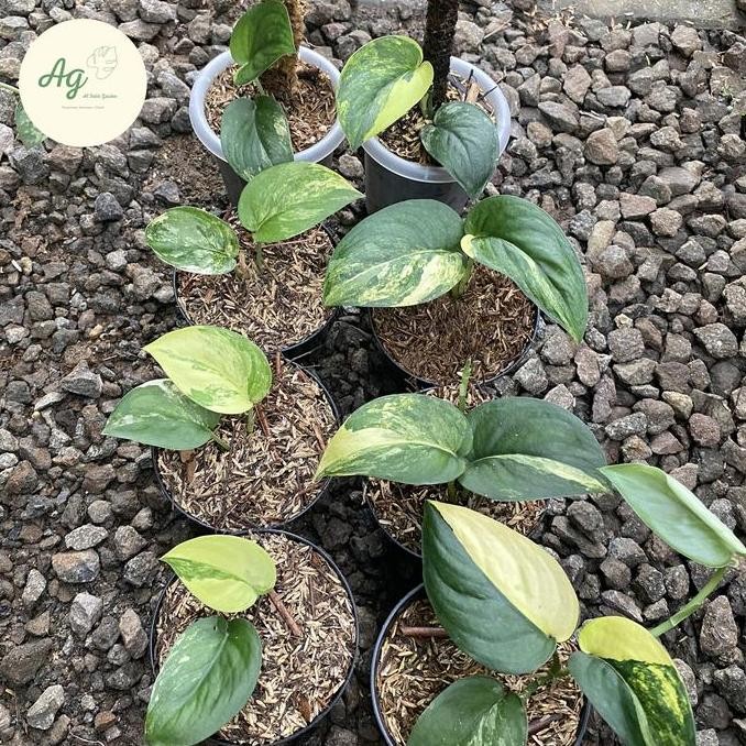 Promo scindapsus jade satin variegata COD