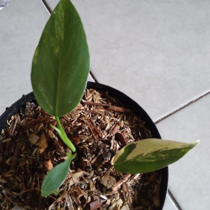 Promo Tanaman hias philodendron violin variegata COD