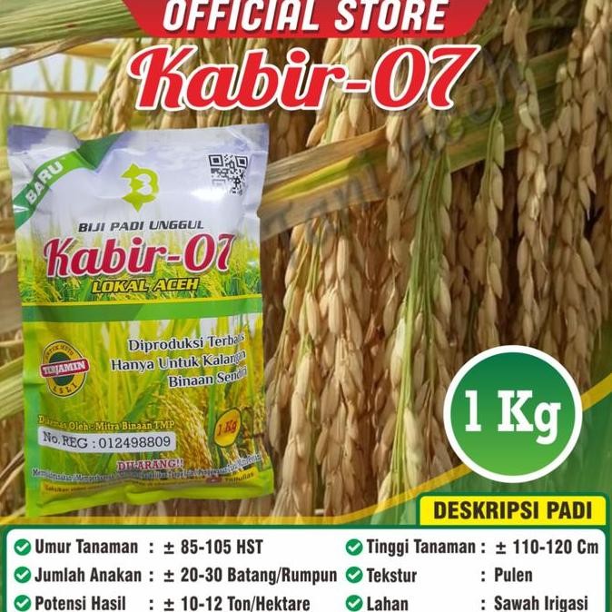 Promo Bibit padi Unggul Kabir 07 Asli Nanggro Aceh COD