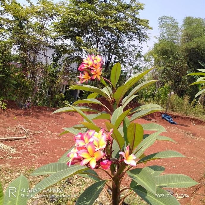 tanaman kamboja bali bunga tricolor/pohon kamboja bali tinggi 1m