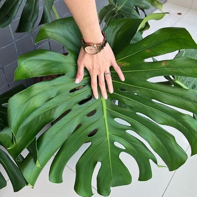 TANAMAN COLLECTION MONSTERA GIANT SUPERRR JUMBO + POT DAN BATU HIAS