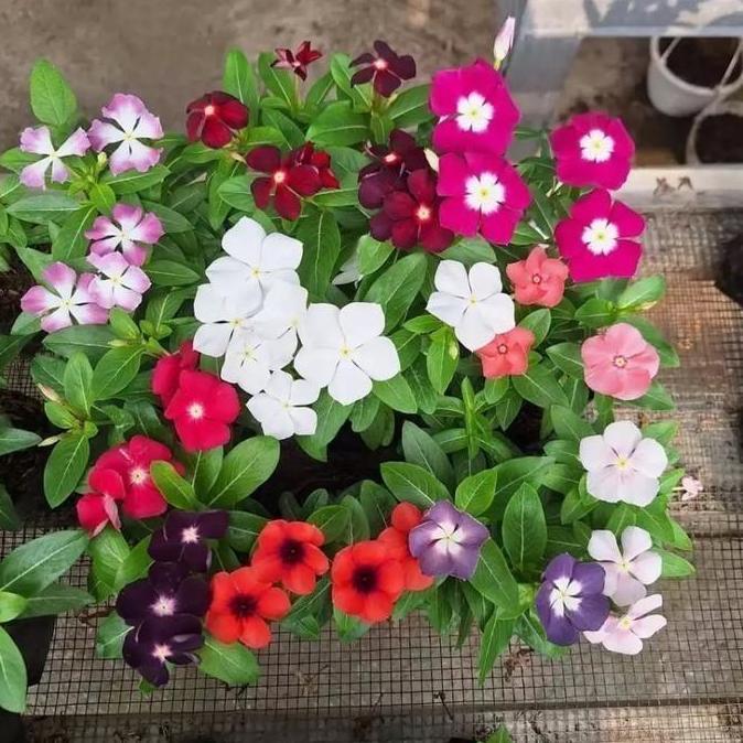Promo Biji Bibit Benih Tanaman Cantik Bunga Vinca Juntai Gantung Banyak Warna - Isi 10 Biji Cod