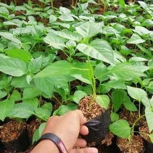 Promo Pohon Cabe Rawit - Bibit Pohon Cabe - Cabe Setan Cod
