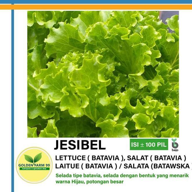 Benih Lettuce Batavia Jesibel Bejo Seed