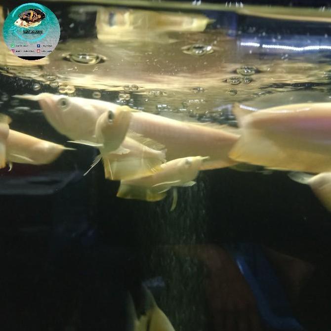 ARWANA SILVER ALBINO / SILBINO