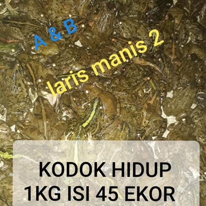 KODOK SAWAH-KATAK SAWAH PAKAN IKAN PREDATOR