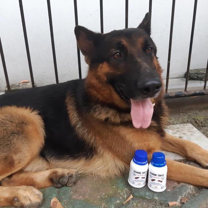 SILOGUD OBAT CAIR AMPUH SANITASI LINGKUNGAN ANJING BEBAS KUTU 100%