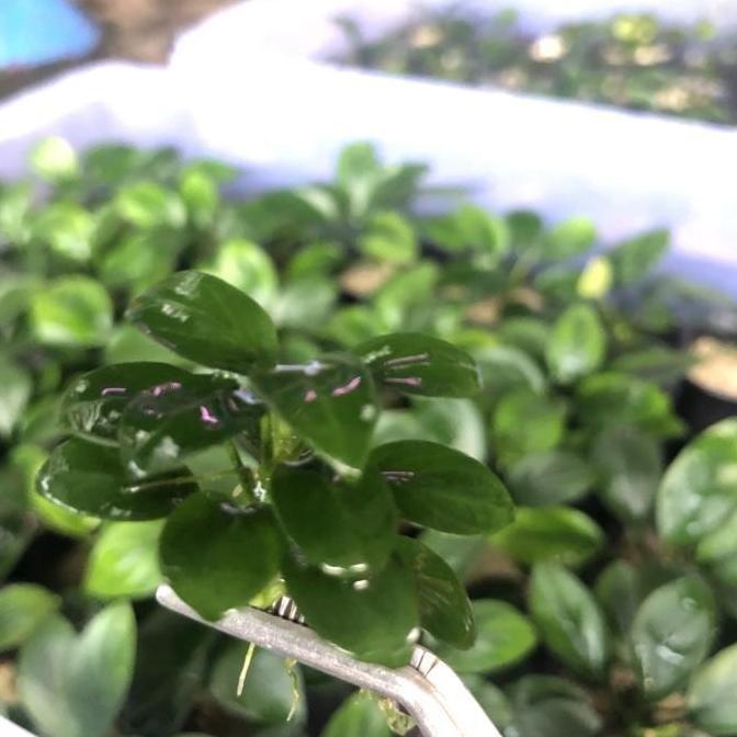ANUBIAS PETITE / ANUBIAS NANA PETITE TANAMAN AQUASCAPE ANUBIAS PALACE