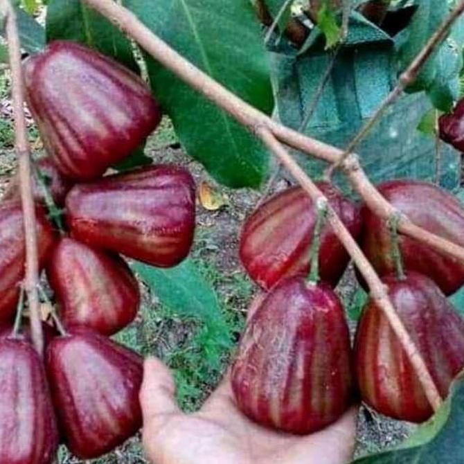 jambu air dalhari konsi sudah berpentil buah dan berbunga halal