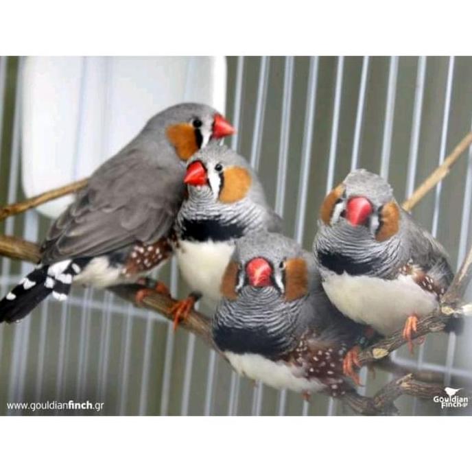 KOTAK TEMPAT SARANG BURUNG KENARI, FINCH, BLACKSTROUTH TYPE 503 DAYANG