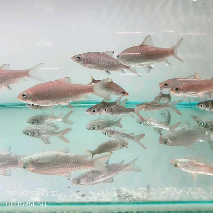 PHOENIX BARB | CHINESE PHOENIX BARB