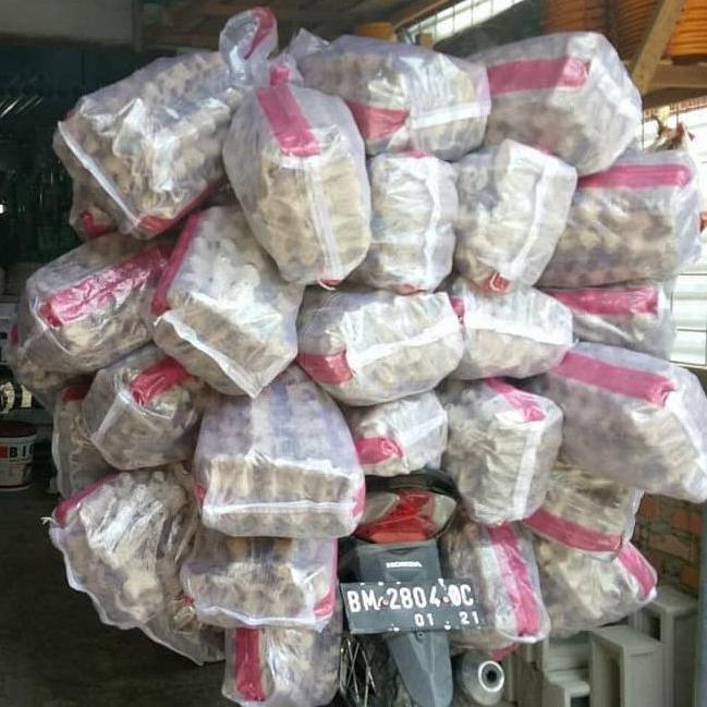 JANGKRIK TERNAK - JANGKRIK KALUNG - JANGKRIK KARUNGAN 1KG