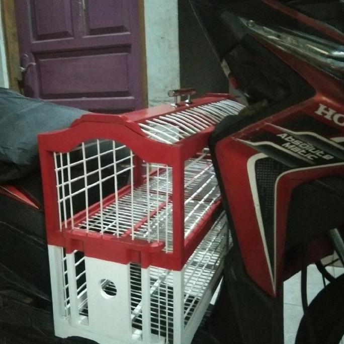 dongdang merpati metik 2pasang