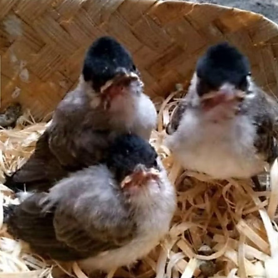 BURUNG KUTILANG ANAK LOLOHAN JANTAN PILIHAN BUKAN TRUCUK