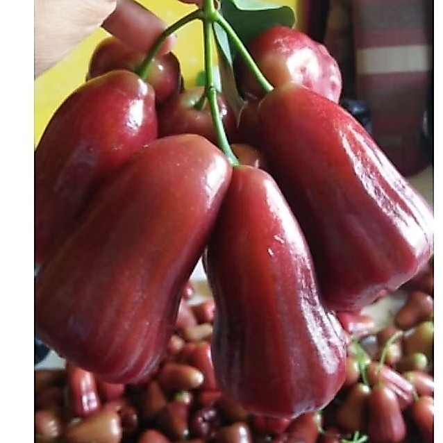 Bibit Jambu Air Dalhari Hasil Okulasi Siap Berbuah