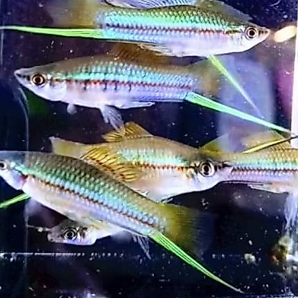 platy pedang hijau berkilau