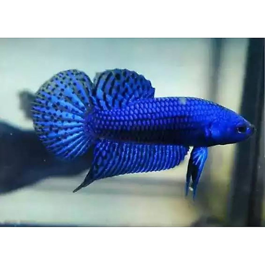 ikan cupang willdbetta alien
