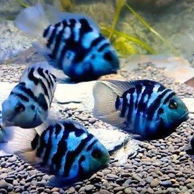 Terbaru Laris, Polar Blue Panda Parrot Convict Cichlid
