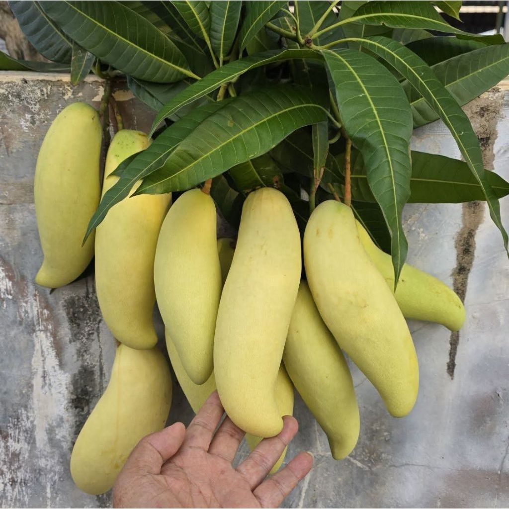Entres Mangga Banana